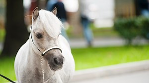 How are miniature horses considered service animals?