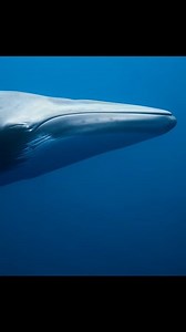 8.4K views · 268 reactions | Song of the Dwarf minke whale | Wondersofjungle | Facebook