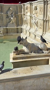 Capturing a calm moment in Siena 🕊️ Watch this pigeon enjoy the beauty of a Tuscan fountain! 🌿✨. | Italy Art & Architecture