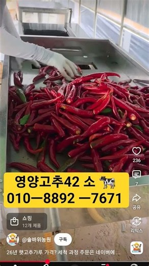 영양 꼬추 생산자소비자직거래 합니다ㅡ농촌 총각 꼬추 팔이 합니다ㅡ010ㅡ8892ㅡ7671
