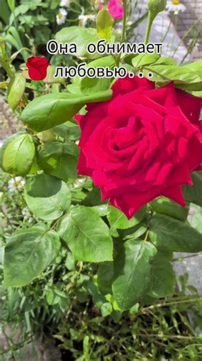 Красная роза прекрасною будет во все года🌹