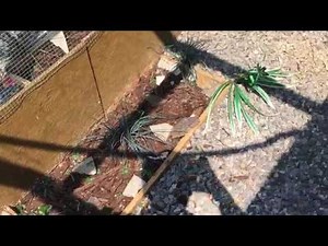Button Quail Breeding TIPS for Outdoor Aviary