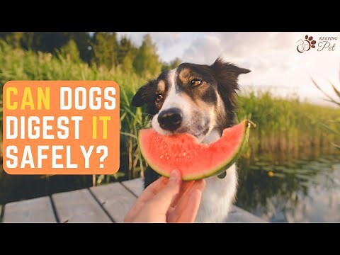 Can Dogs Eat Watermelon Is Watermelon Good for Dogs