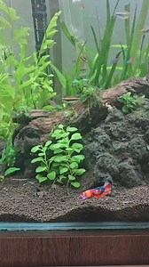 8.5K views · 147 reactions | Mejoramos la filtracion y este fue el resultado 殺 #filter #aquarium #fish #discus | Ralfish Acuarismo | Facebook