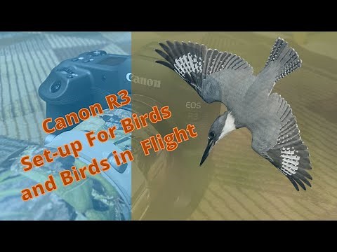 Canon R3 Set Up - Birds and Birds in Flight