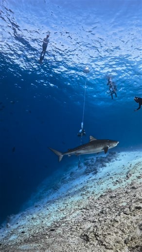 Freediving • Snorkeling • Whale Swims • Retreats • Coaching on Instagram: "We are looking for people that are as obsessed with the ocean as we are 🙌 Join our Pressure Project fam on a freedive course, turtle snorkel tour, whale swim, sinkhole diving, tiger shark adventures and diving to depth! We are a small family business based on the Sunshine Coast but operating from the most amazing dive locations 💙 Our main goal is to help you connect with yourself and the ocean. Once you’ve had a taste o