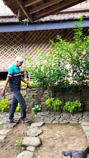 kampung tanpa kabel internet #reels #suasanayangindah #nature #suasanakampungyangsederhana