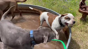 19K views · 2.4K reactions | Widgets pool party ❤️ We filled the pool for Widgets birthday yesterday and everyone had so much fun. Making a difference one animal at a time. www.dogwoodanimalrescue.org | Dogwood Animal Rescue Project | Facebook