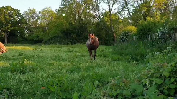 david richards on TikTok