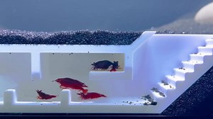 Lucky Critter Shrimp Cave Underground Maze Tunnel | Viewing Shrimp Freshwater Hide Tunnel | Aquarium Shrimp Breeding Cave Perfect for Small Shrimp, Cherry Shrimp, Dwarf Shrimp (White)