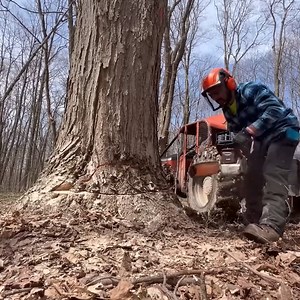 97K views · 210 reactions | How we cut down a huge oak tree safely - Tree removal process #TreeCutting #GiantOak | Ristorante pizzeria trattoria Celestino | Facebook