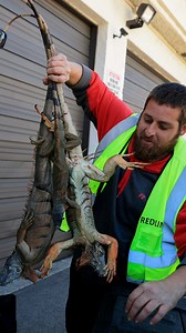 Iguanas are falling from trees in Florida — but why? | DW News