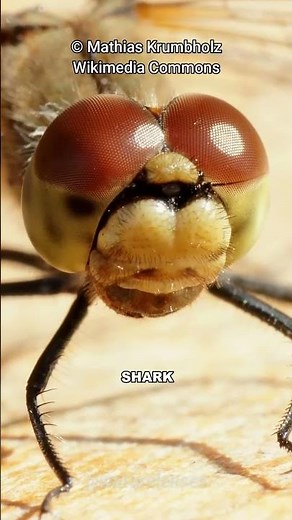 Why Dragonfly Is The Deadliest Predator!