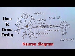 How to draw neuron cell easy | nervous system diagram