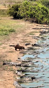 The most respected animal in the wild #capybara | Impossible Not to Like Animals