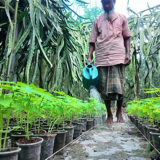 গাছ আর মানুষ- দুজনেরই দিনের শুরু হোক পানির ছোঁয়ায়। আধুনিক কৃষি ফার্ম। #agriculture #rubelmiah