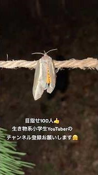 シンジュキノカワガの最終形態⁉️#毛虫 #蛾 #飼育