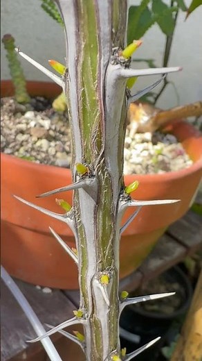 Freshly Planted Ocotillo Cactus Cutting showing signs of like