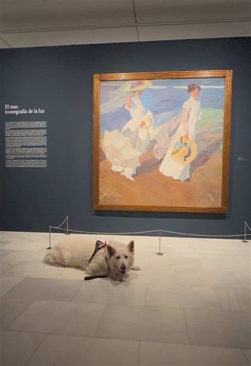 🐕🎨 Sorolla. Obras maestras del Museo Sorolla 📍 Fundación Bancaja 📌 Plaza Tetuán, 23 · Valencia El arte también es accesible. Aquí está Odín, haciendo la mejor labor que sabe hacer: acompañar 🤍 La Fundación Bancaja reúne de forma excepcional en Valencia 59 obras maestras del Museo Sorolla (Madrid), gracias al cierre temporal de la casa-museo del artista. Un recorrido único por la vida y la obra del maestro de la luz, con piezas emblemáticas que dialogan con ¡Triste herencia!. 🗓️ Exposición 