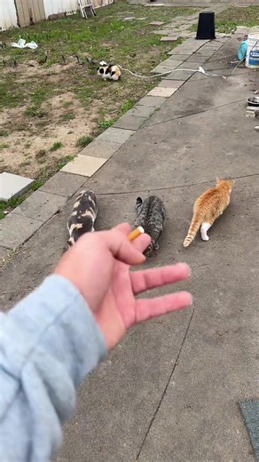 Whos cat is this lol #fyp #lostcat #cats #dog #pluto