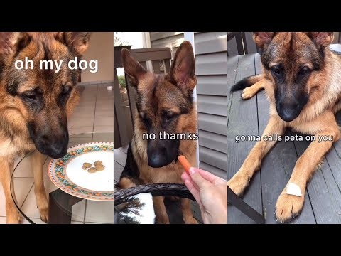 German Shepherd Dog Tries Different Foods | Funny Taste Test