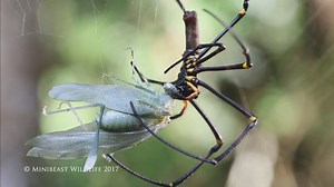 1.2K views · 68 reactions | Here's a giant Golden Orb-weaver (Nephila pilipes) feeding upon a katydid in the garden here at Minibeast Wildlife. You can see how the spider uses its fangs to crush and mash its prey. At the same time it pours digestive juices from its mouth onto the prey, which is later sucked back up along with liquefied nutrients. Yum! | Minibeast Wildlife | Facebook