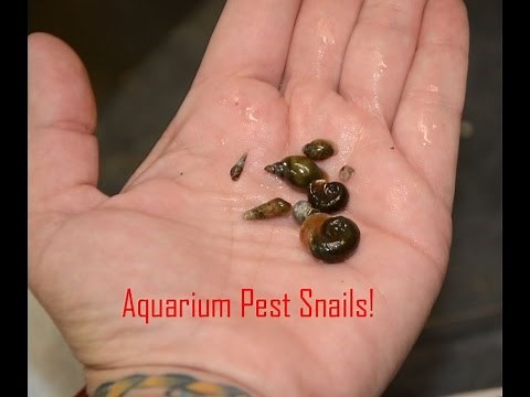 Pest snails in the Aquarium- the good, the bad, and the ugly