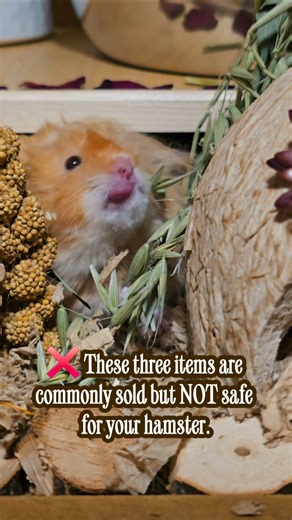 3 items you should NEVER buy for your hamster ❌🐹