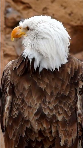 What Sound Does an Eagle Make? 🦅