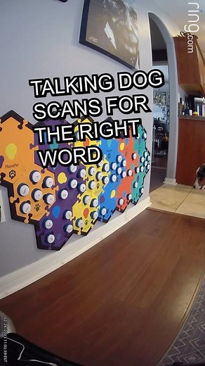 To anyone saying it’s all random button presses. Check out how he scans the board for the word he wants. Seems pretty intentional to me 🤷‍♂️ Follow Ripley to see what he says next. @fluentpet #fluentpet #talkingdog #dogswhotalk #dogswhotalkback #letsgoripley | Lets Go Rip