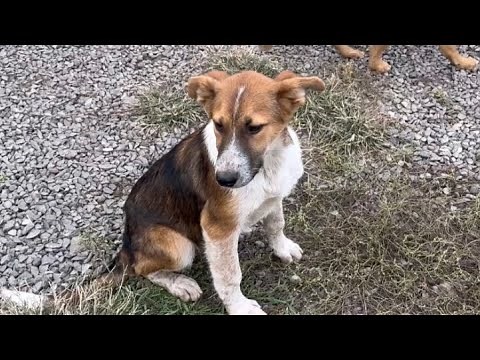 Подбросили щенков к дому/Что делать?