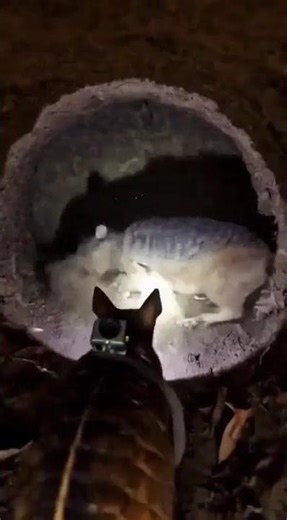 POV: A tiny camera enters an armadillo burrow underground.#wildlife #armadillo #undergroundlife
