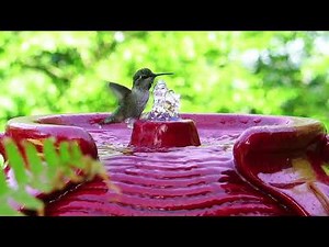 Hummingbirds - video reference for animators