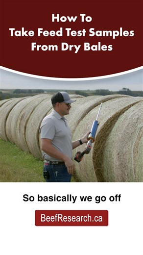 3.6K views · 22 reactions | It is recommended to sample dry bales with a forage probe for the most accurate results. Download the two-page forage sampling guide: https://www.beefresearch.ca/content/uploads/2024/11/forage-sampling-best-practices-2-page.pdf | Beef Cattle Research Council | Facebook