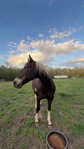 Wizard was watching the sunset #muffinmanthebull #wizardtheangrystallion #farmtok #bullsoftiktok #painthorsesoftiktok