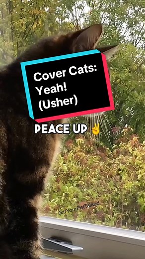 Cover Cats Super Bowl Performance with Usher | Yeah! Cat Singing Catsoftiktok