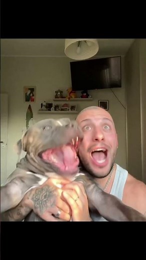 Pit Bulls: Dangerous Dogs or Big Myth? #animalfacts #pitbull
