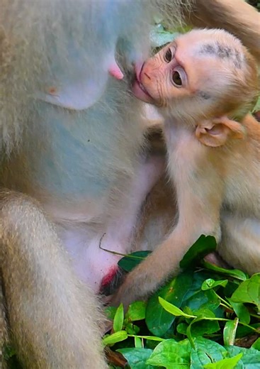 Most sad baby monkey tries request milk his mom by hungry, but mom reject and push her out #monkey #babymonkey #cutebaby #cute #monkeys | Monkey RoJo