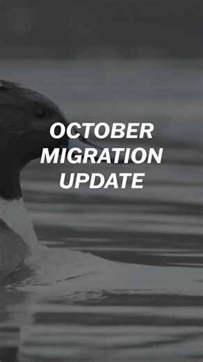 Here’s another Delta Waterfowl Migration Update presented by our friends at Kent Cartridge. Stay tuned for more updates as we move deeper into duck season! | Delta Waterfowl Foundation
