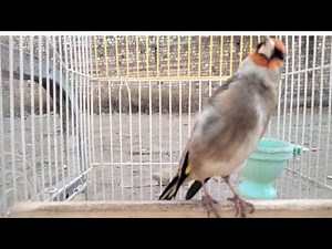 Gold Finch Birds Training Voice & Full Singing