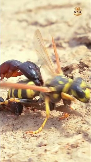 Ants vs Wasps – Tiny Warriors vs Winged Killers!