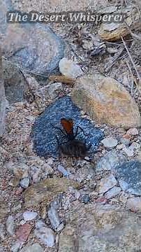 Tarantula Hawk wasp Vs Tarantula!