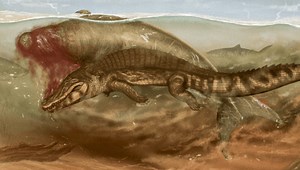 Rare Fossil Depicts Sea Cows' Miserable End In The Jaws Of Crocodiles And Sharks