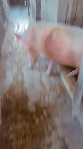 106 reactions |  #pigfarming #pig | Jax Farm | Facebook