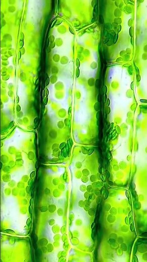 The Swimming Chloroplasts of Elodea canadensis 🌿 #microscope #aquarium #science