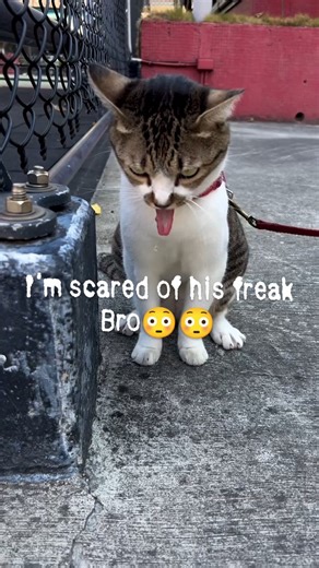 Instagram video by Evil Pancake • Oct 31, 2025 at 12:34 AM