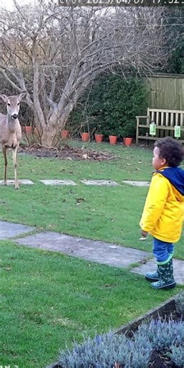 he baby is chill… it’s the dog and the deer who are scared!😂👶🦌🐕 #dogs #funny #shorts #rescuedog