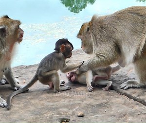 Gloomily, bad tempered Tara hardly hurts little Golda crying shakily #Golda | Hello Monkey