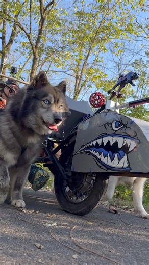 WooFDriver’s SpeedShark leading the way as the Huskies mush along the Ironton Rail Trail in PA! #WooFDriverOnTour | WooFDriver
