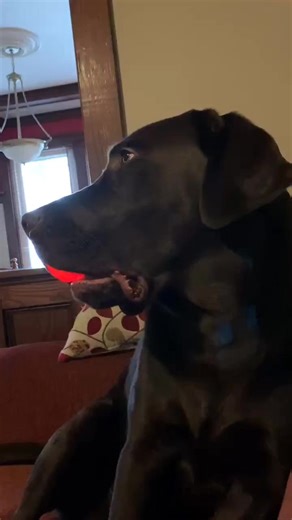 Brawn is the light of his families life 🤎 (Aerial x Axle) He's a monkey like Pedal! #foryou #worldoflabs #ilovemydog #ilovelabs #worldofdogs #dogstuff #dogreels #dogsdaily #dogoftheday #fyp #labrador #talesofalab #labradorretriever #dogsofinsta #instadog #ilovedogs #doglife #dogsdoingthings #foryoupage #dogvideos #labradorsofinstagram #dogstagram | Engine Powered Labradors